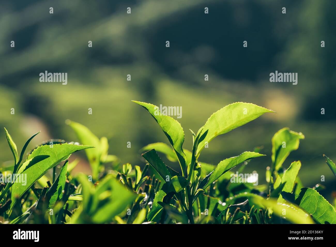 Feuilles de thé vert de près sur les plantations de thé à Munnar, Inde Banque D'Images