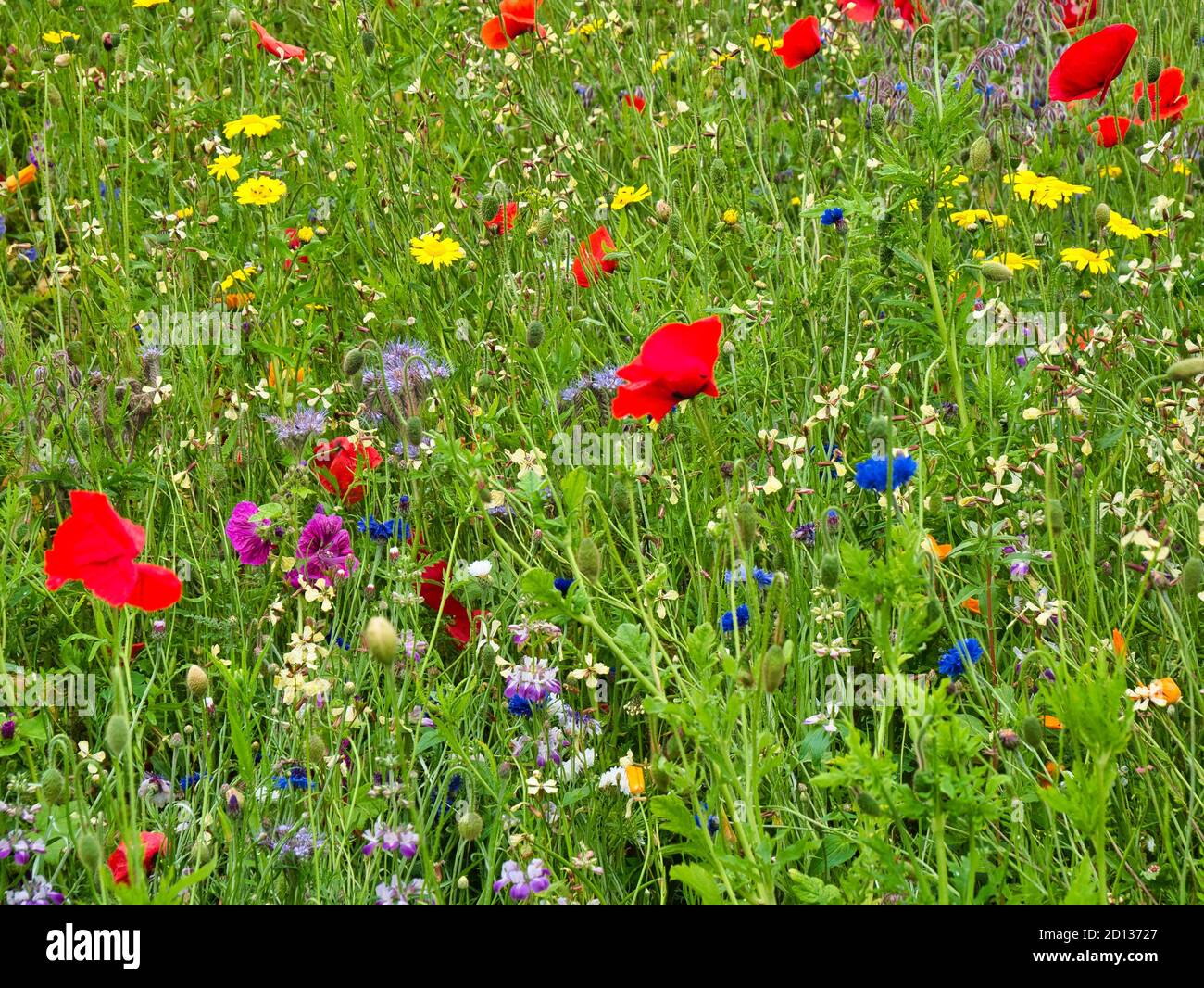Une collection colorée de fleurs sauvages Banque D'Images