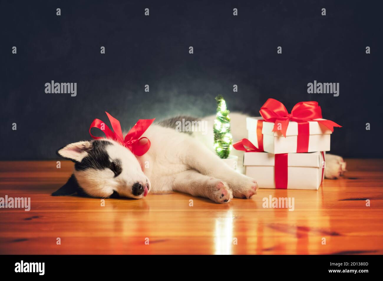 Un petit chien blanc chien chiot race husky sibérien avec noeud rouge et des boîtes-cadeaux dorment sur un sol en bois. Parfait cadeau d'anniversaire et de Noël pour votre enfant Banque D'Images