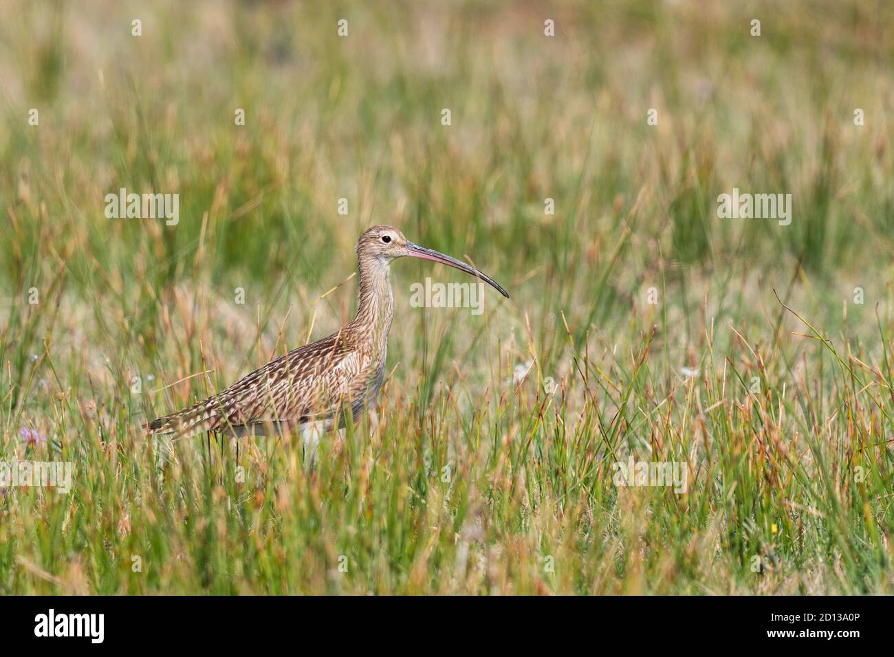 Cullew eurasien - Numenius arquata, grand wader avec facture spéciale des marécages, prés et marsches d'Euroasian, île de Pag, Croatie. Banque D'Images