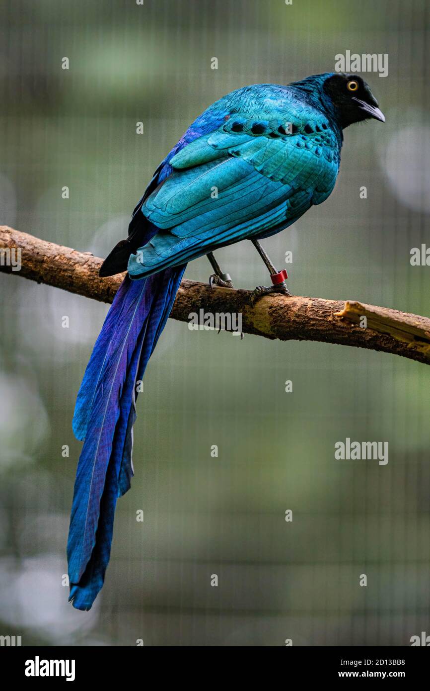 Animaux au zoo de Singapour Banque D'Images