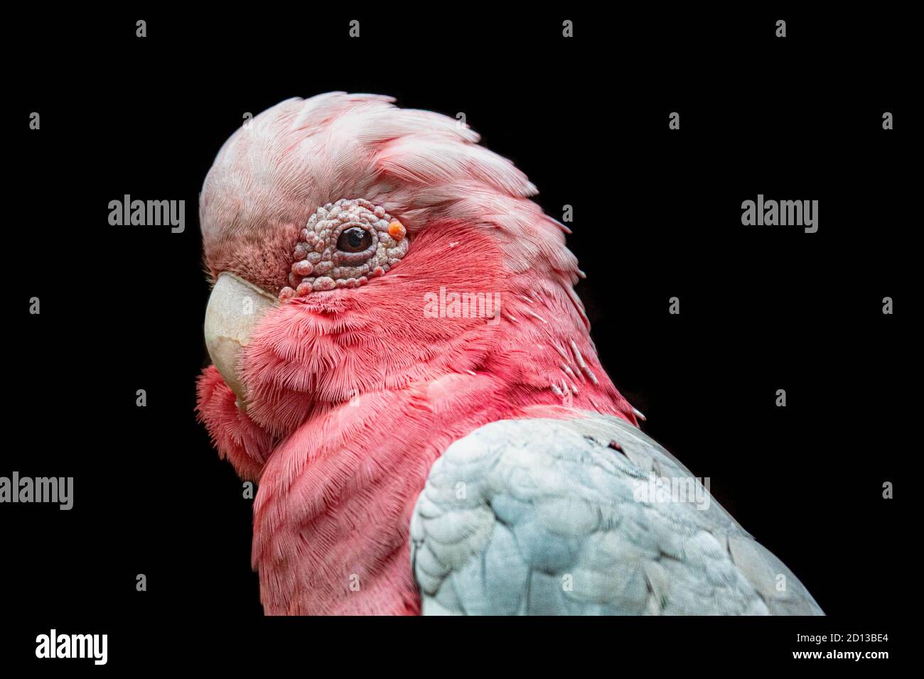 Animaux au zoo de Singapour Banque D'Images