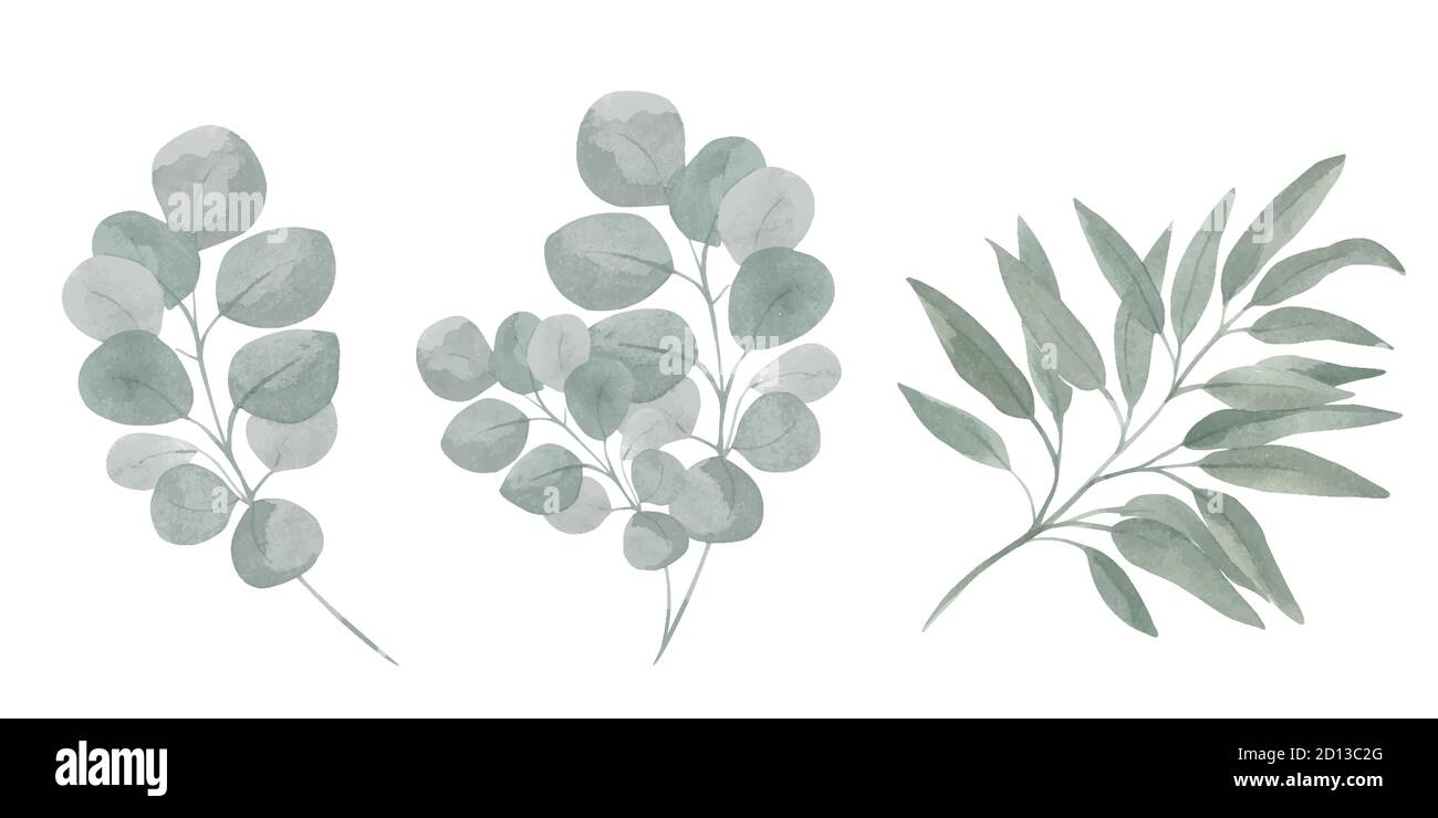Ensemble botanique d'illustrations de branches d'eucalyptus. Feuillage vert sur fond blanc. Illustration de Vecteur