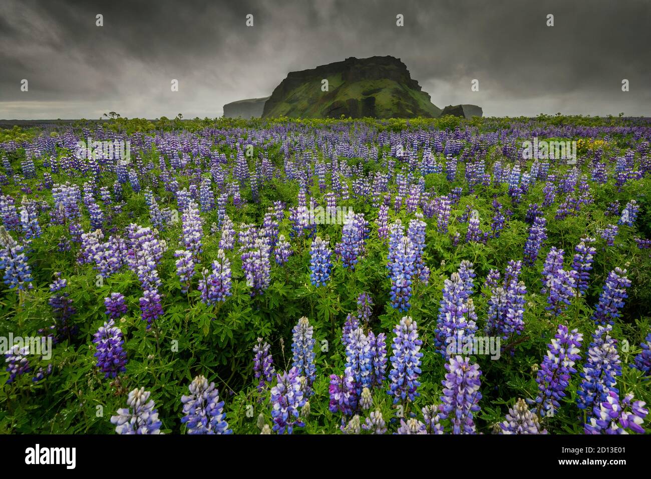 Célèbre Hjörleifshöfði dans un océan de lupins. Banque D'Images