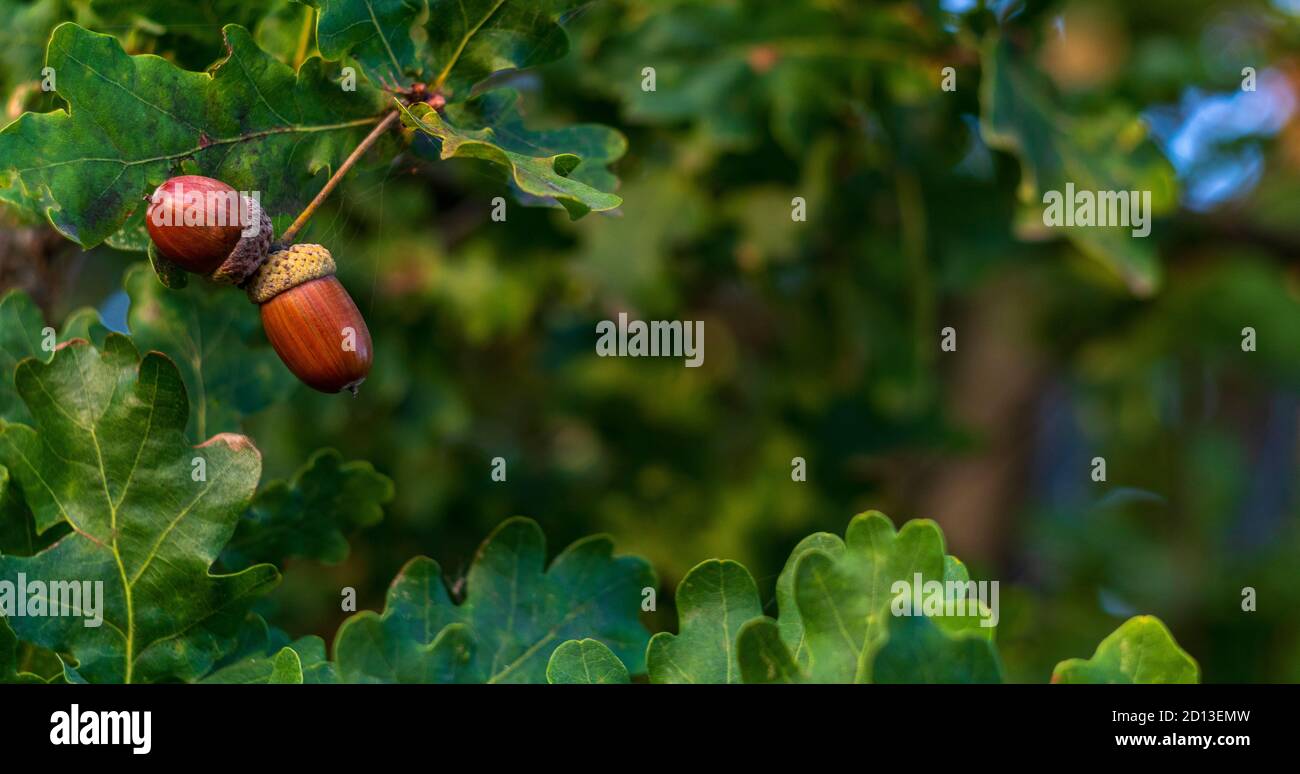 Glands bruns sur une branche de chêne dans une forêt. Gros plan fruits et feuilles de chêne sur fond vert Banque D'Images