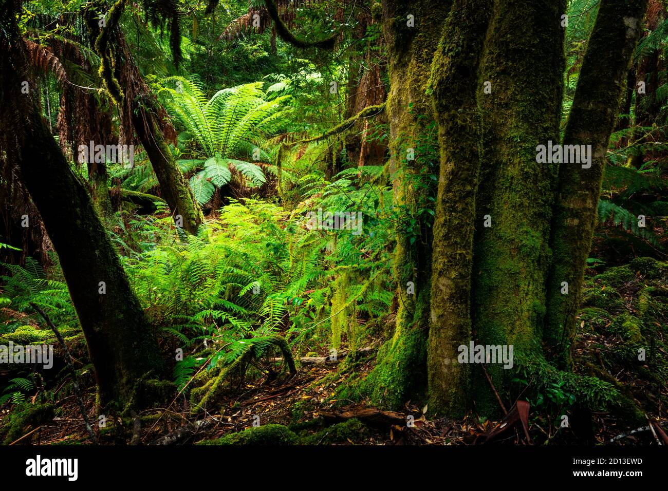 Ancienne forêt tropicale dans le sud de la Tasmanie. Banque D'Images