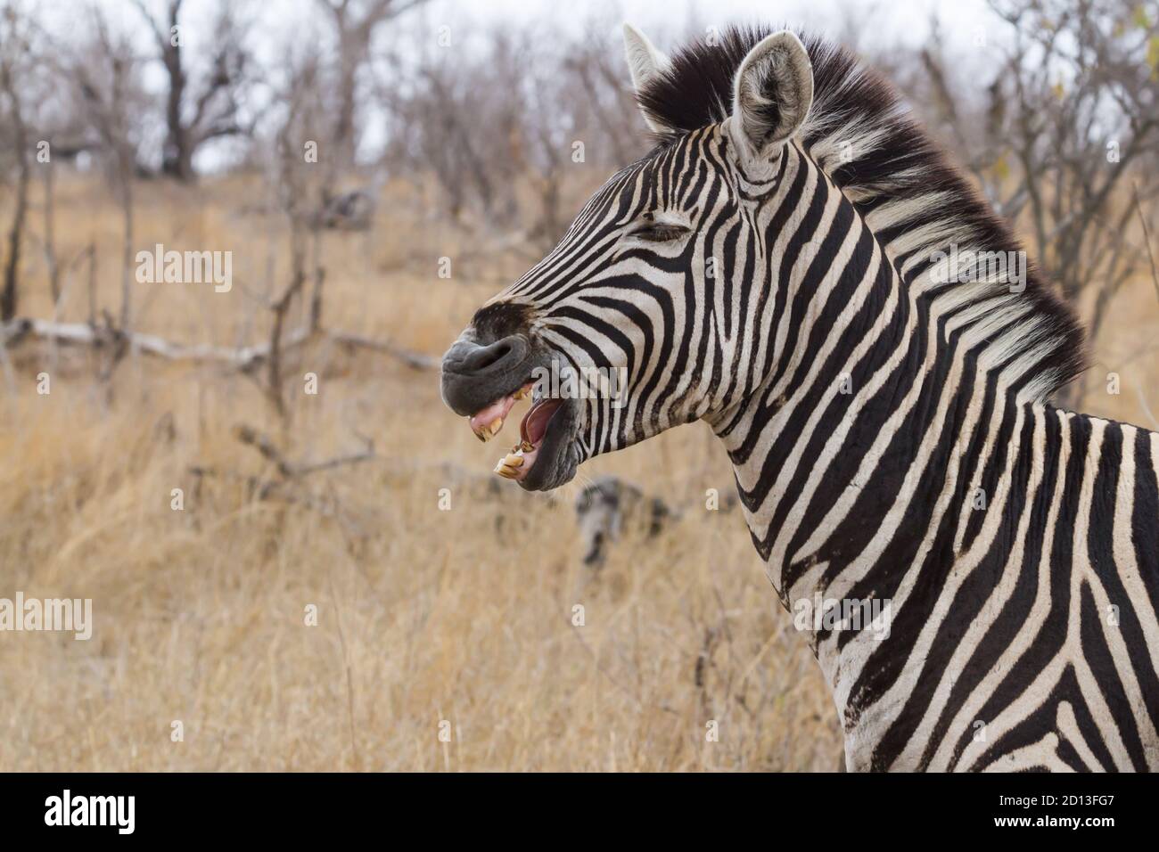 Portrait de la tête de Zebra de près avec la bouche ouverte montrant les dents pourries avec le fond bokeh dans le parc national Kruger, Afrique du Sud Banque D'Images