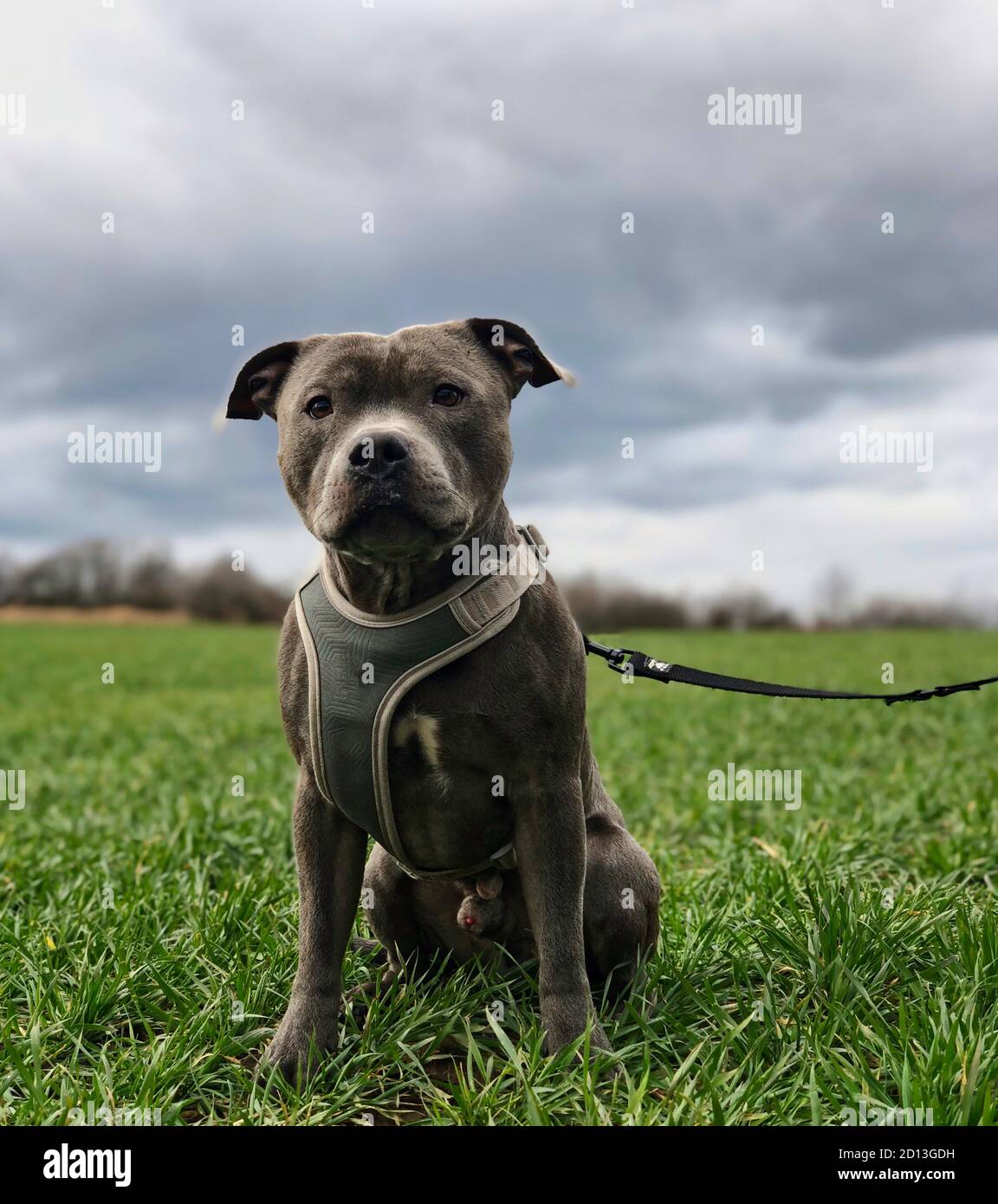English Staffordshire Bull Terrier se trouve dans le champ d'herbe pendant  le Cloudy Day. Taffy bleu avec harnais pour chien sur une laisse Photo  Stock - Alamy
