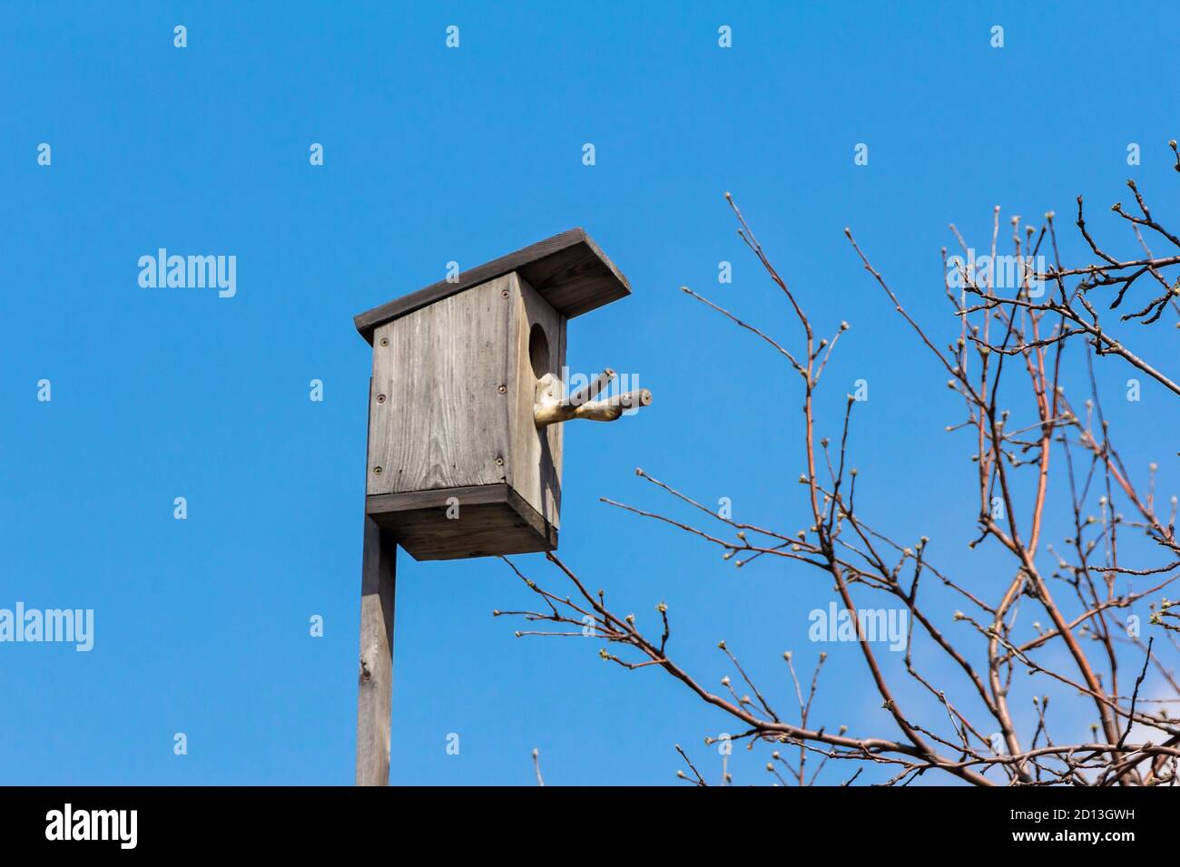 Birdhouse pour vivre et nourrir les petits oiseaux forestiers contre le ciel bleu. Banque D'Images