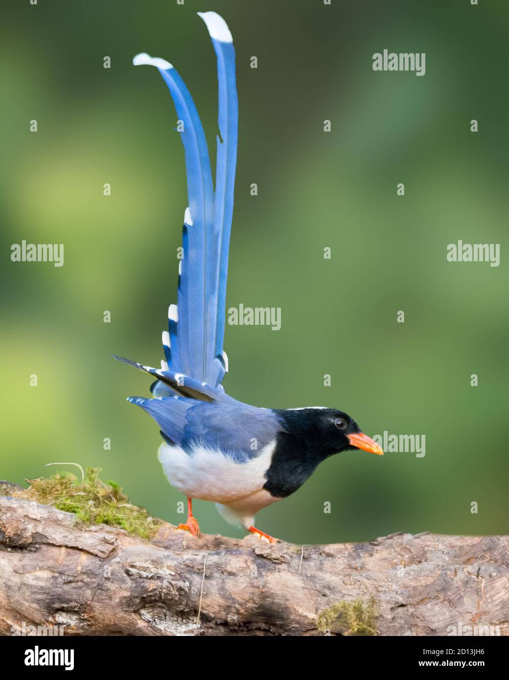 Une magnifique tarte bleue à bec rouge (Urocissa erythroryncha), perchée sur une branche d'arbre et avec sa queue élevée à Sattal, Uttarakhand en Inde. Banque D'Images