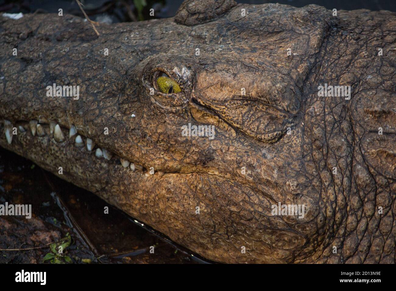 Crocodile du Nil (Crocodylus niloticus) Sur la rive du ruisseau de la Messica près du Zimbabwe bordure Banque D'Images