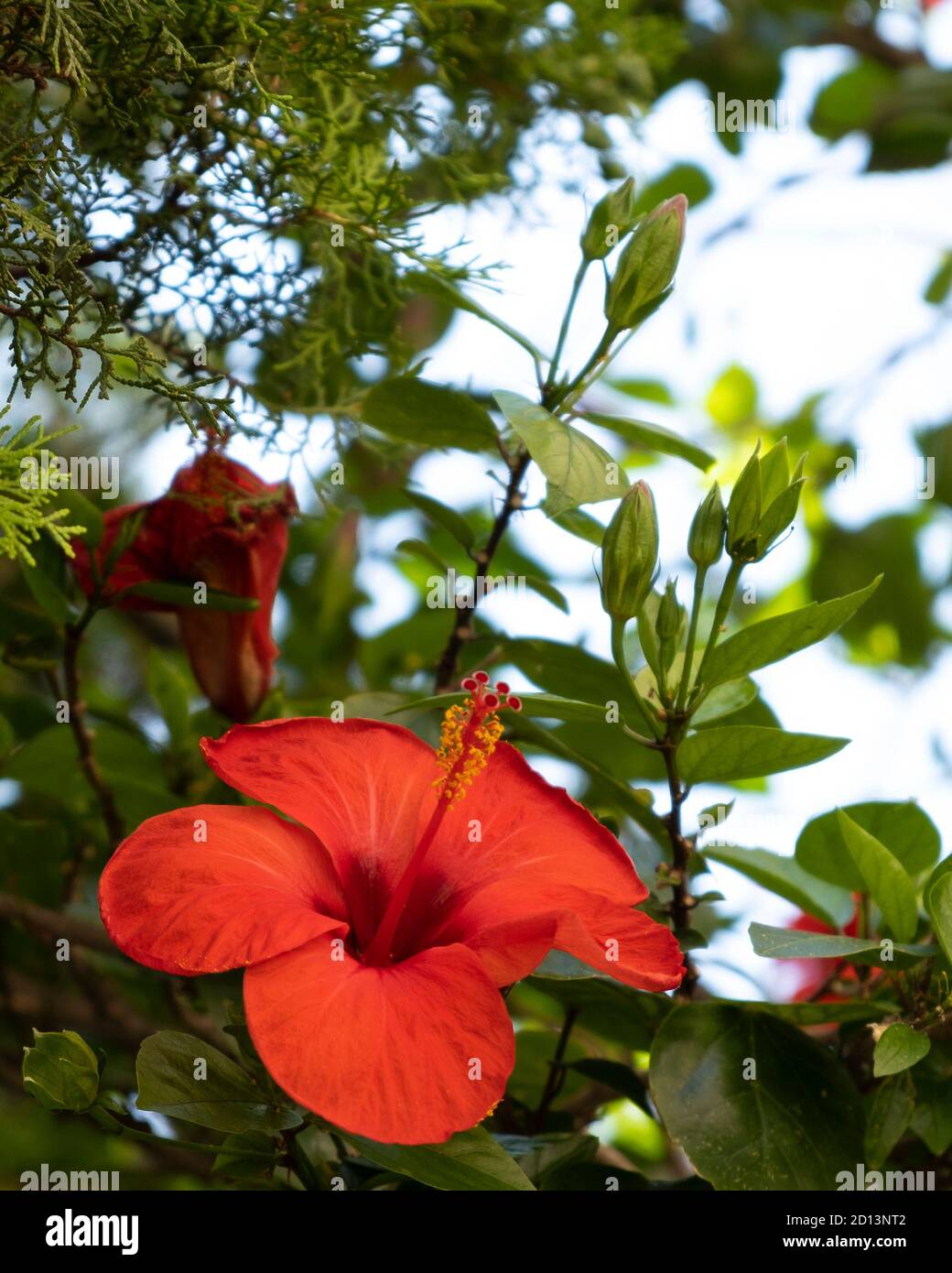 Belles fleurs d'hibiscus rouges dans le jardin Banque D'Images