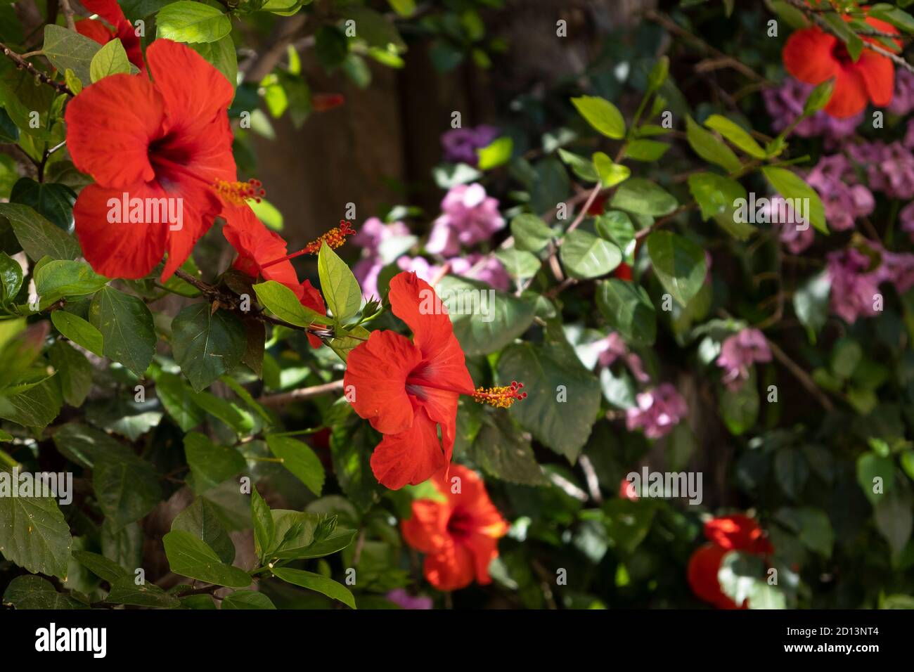 Belles fleurs d'hibiscus rouges dans le jardin Banque D'Images