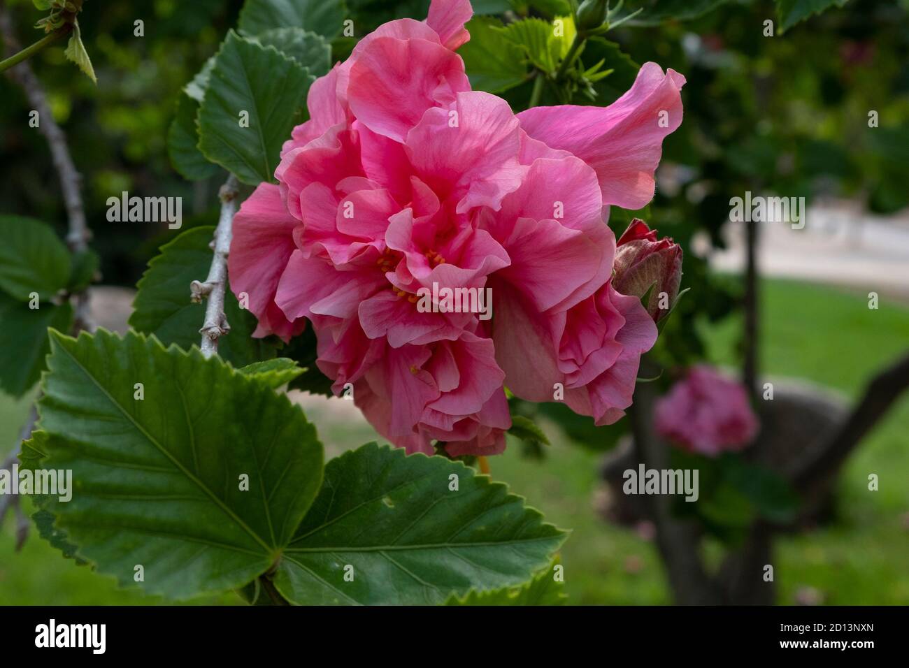 Hibiscus est un genre de plantes à fleurs dans la malhale famille Banque D'Images