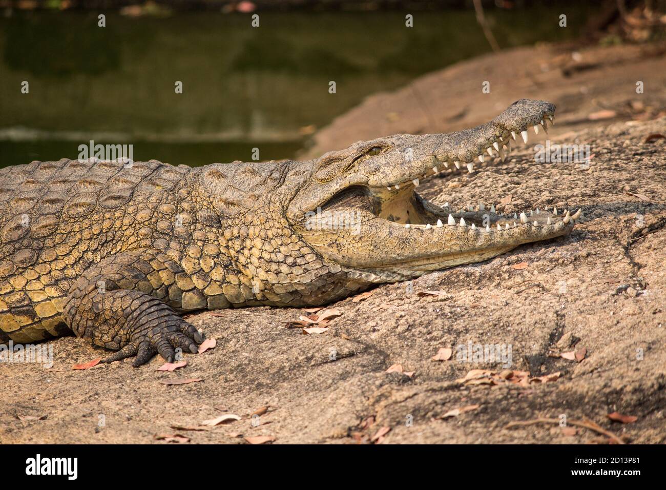 Le crocodile du Nil (Crocodylus niloticus) se baquant à la bouche ouverte sur la rive du cours d'eau de Messica à Manica, au Mozambique, près de la frontière du Zimbabwe Banque D'Images