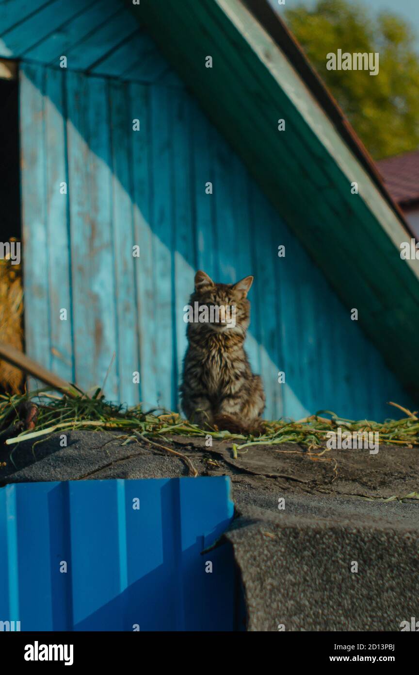 Chaton aux yeux bleus assis sur une grange bleue Banque D'Images