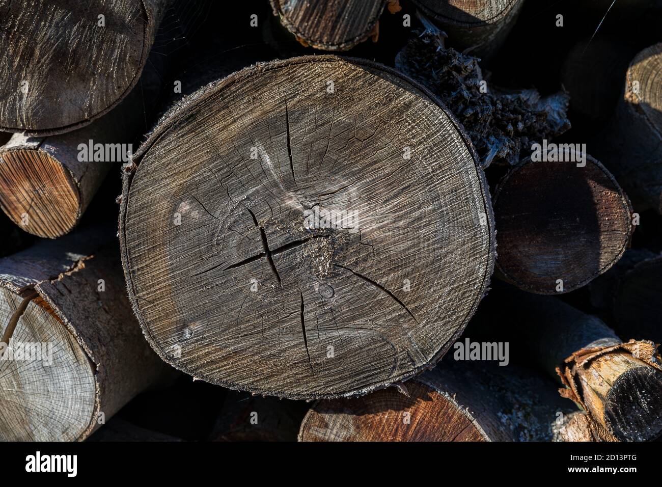 Texture en bois d'un arbre scié - lumière du soleil Banque D'Images