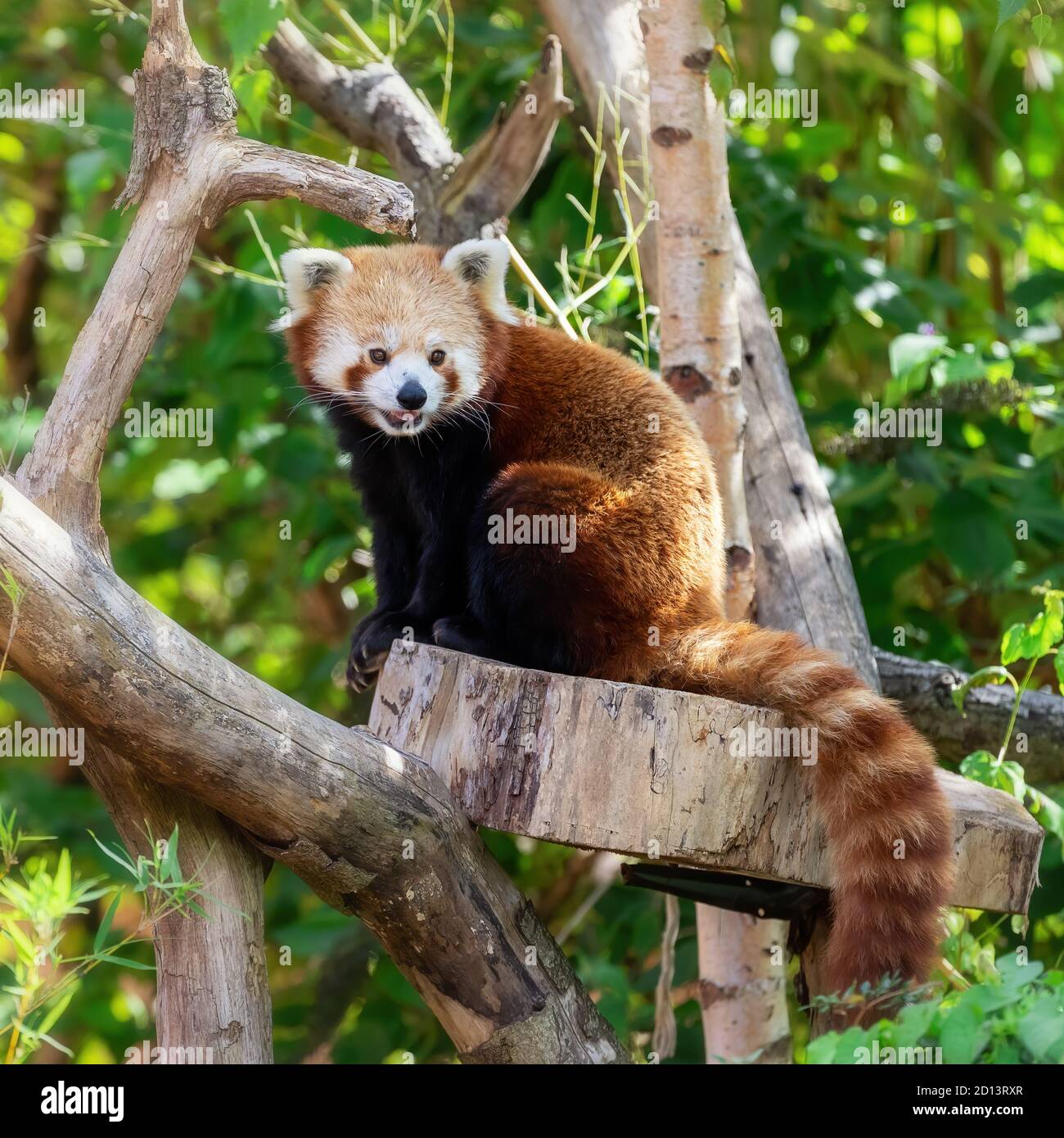 Panda rouge, ailurus fulgens, autrement connu sous le nom de panda ou chat d'ours, assis dans un arbre. Banque D'Images