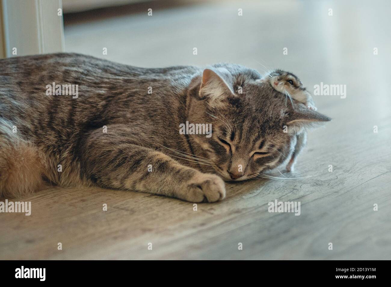 un petit chaton gris dort avec un hamster. Un petit chat dort et un hamster court dessus. Concept amitié. Mise au point douce. Banque D'Images