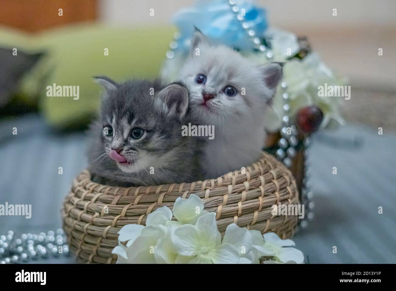 Petits Chats Banque De Photographies Et D Images A Haute Resolution Alamy Petits Chats Banque De Photographies Et D Images A Haute Resolution Alamy