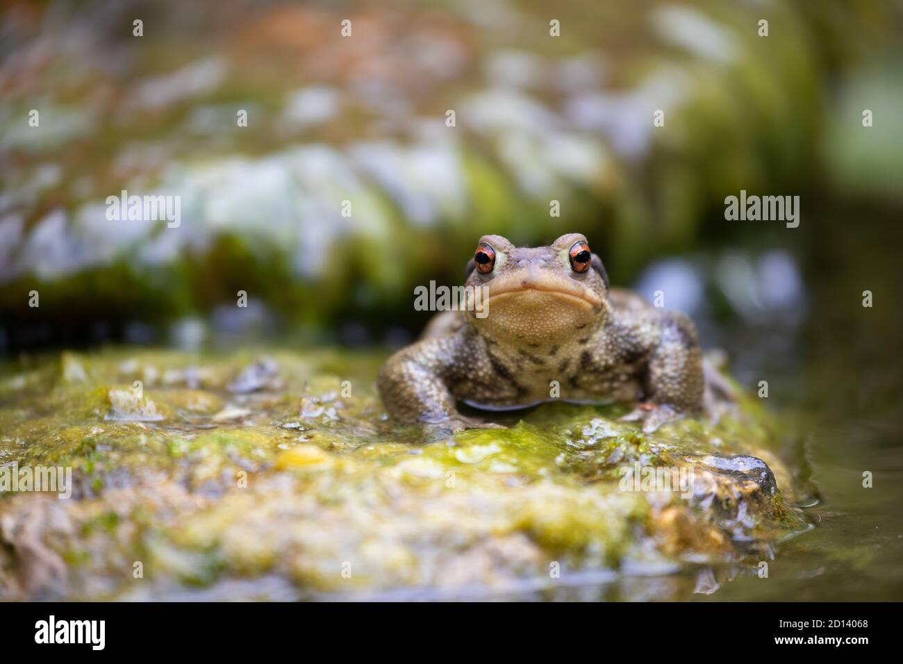 Crapaud mâle commune, Bufo bufo, debout sur une pierre pour appeler la femelle. Banque D'Images