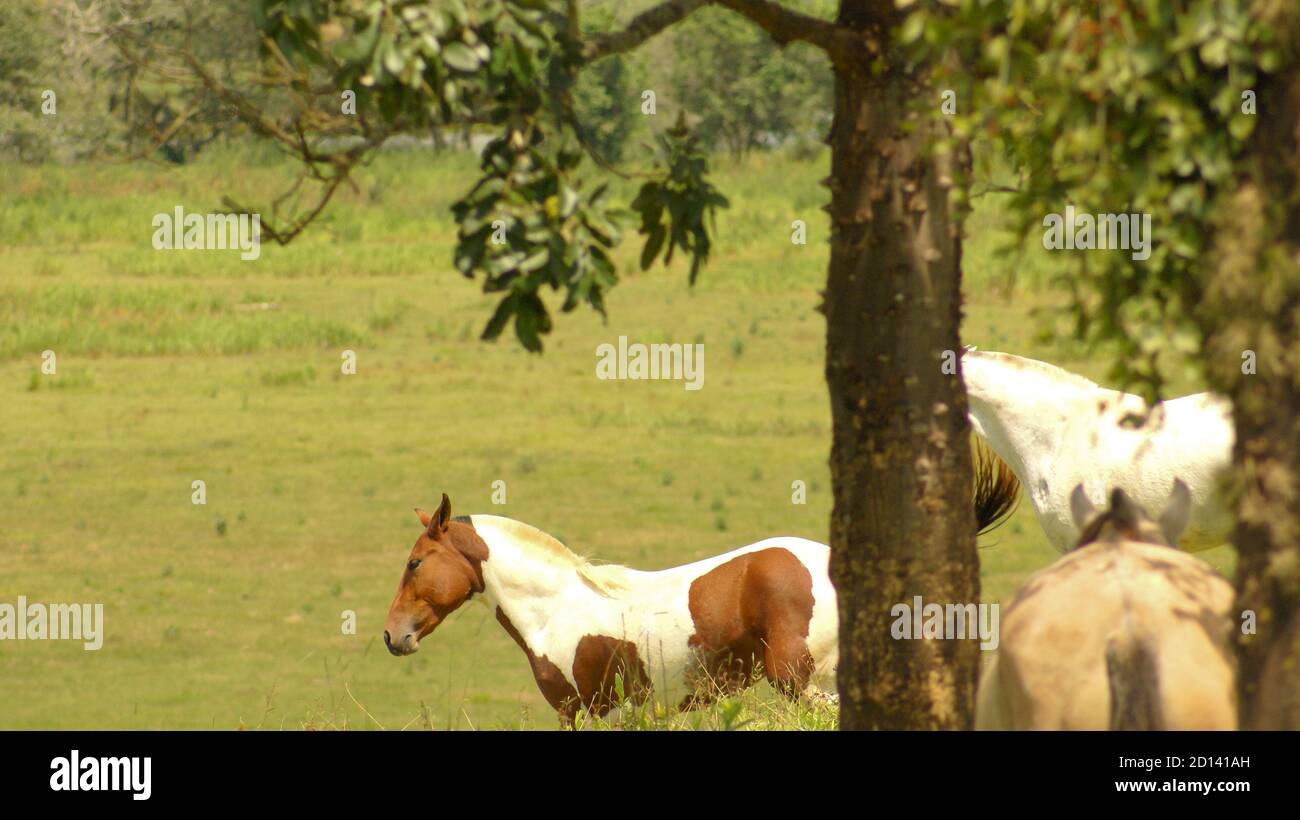 Chevaux paître sur une ferme dans l'état de Minas Gerais, Brésil Banque D'Images
