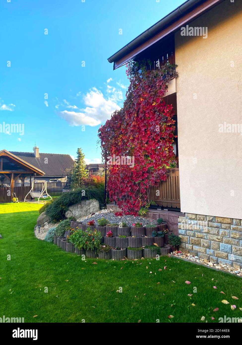 Jardin vertical de belles feuilles rouges d'automne sur le mur de porche. Maison familiale jardin coloré. Banque D'Images