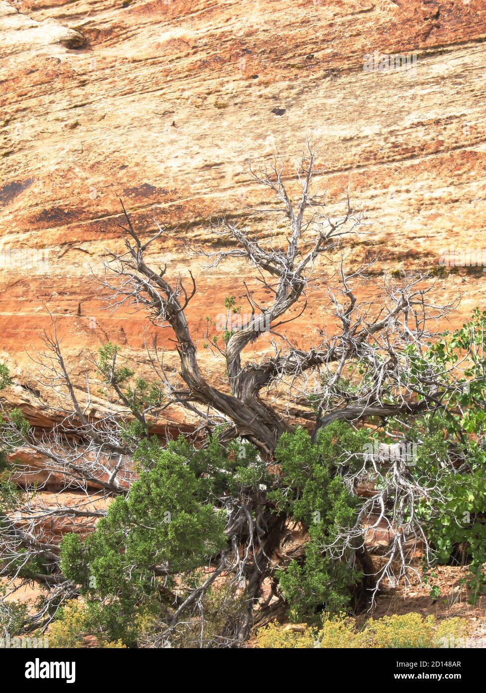 Des branches mortes d'un genévrier de l'Utah, Juniperus Osteosperma, contre une falaise de grès Entrada avec une couche de cross-parding clairement développée, photographiées hors-d'œuvre Banque D'Images