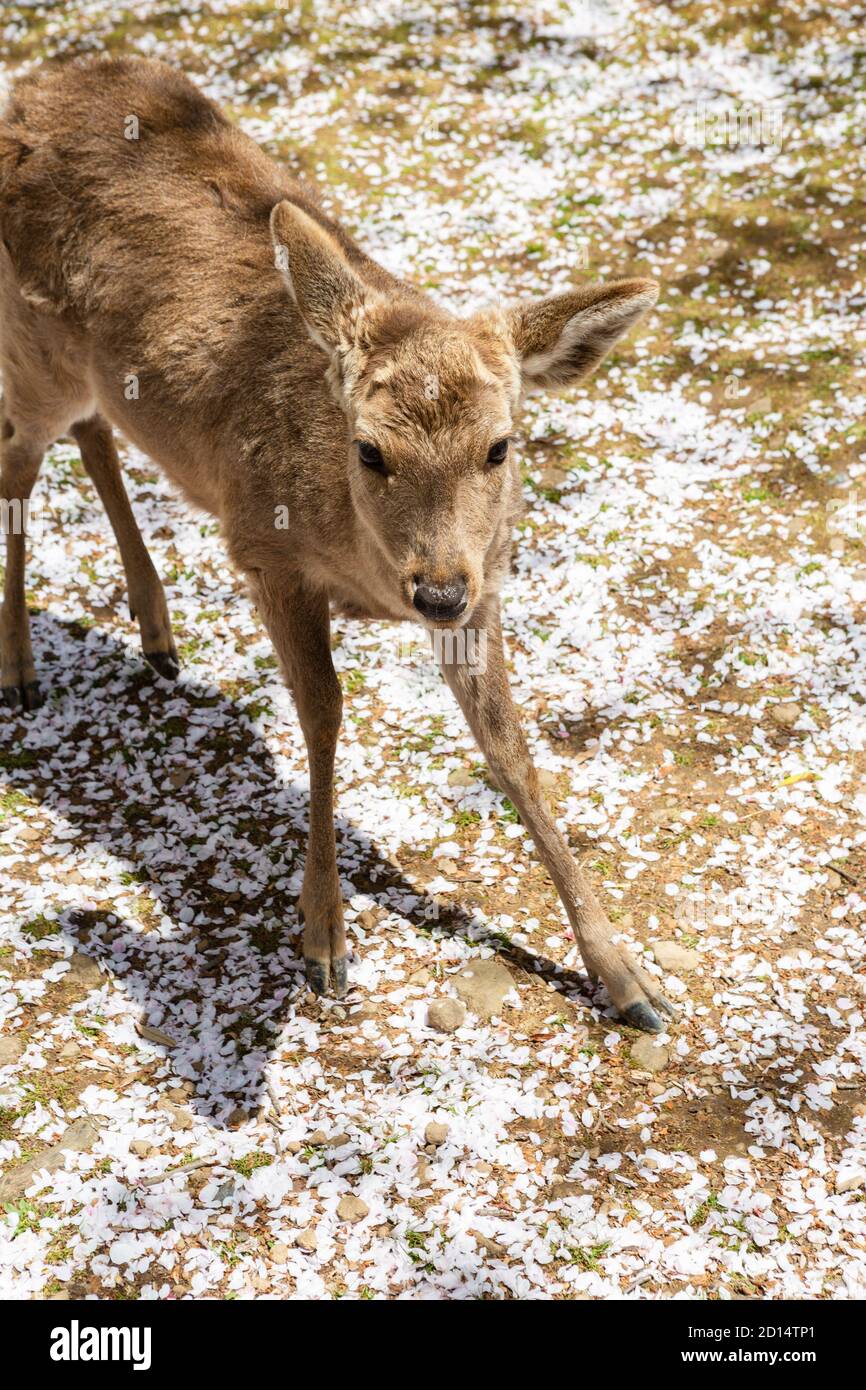 Cerf avec fleur de cerisier à Nara, Japon Banque D'Images