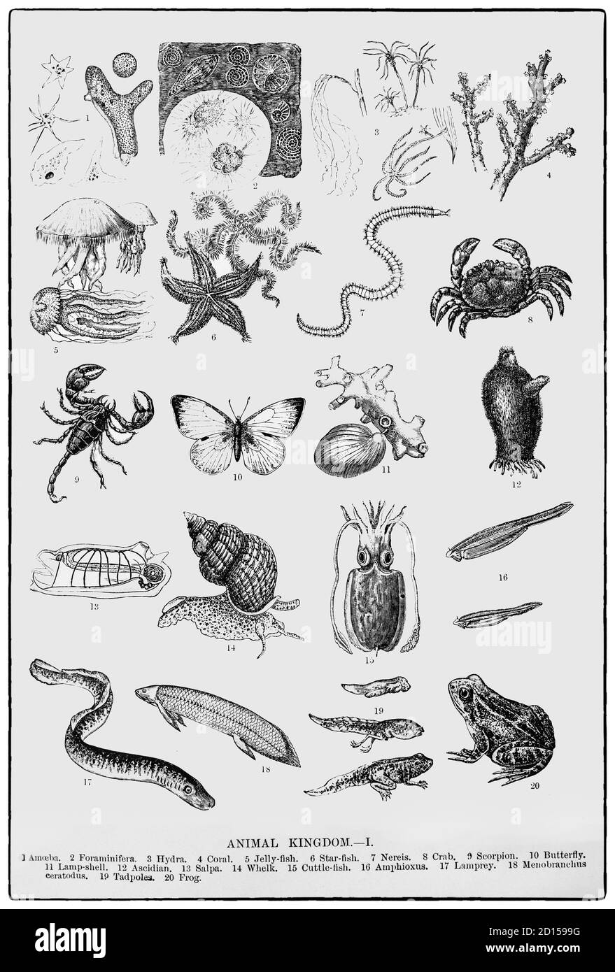 Collage de la partie la plus modeste du royaume animal à la fin du XIXe siècle, qui comprend une gamme d'Inverabrates, de poissons, de crustacés et d'amphibiens. Banque D'Images