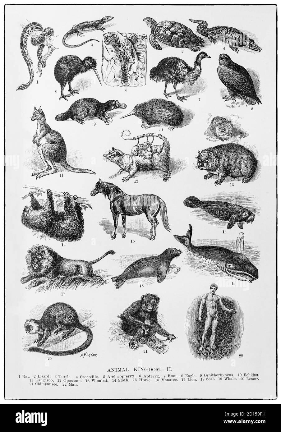 Collage de la partie supérieure du royaume animal de la fin du XIXe siècle, qui comprend une gamme de reptiles, d'oiseaux, de mammifères et d'humains. Banque D'Images