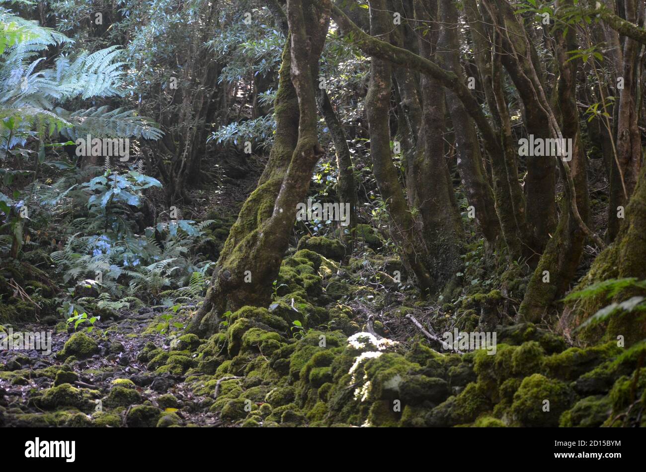 Forêt secondaire en croissance dans le biome laurisilva de l'île de Pico (Açores, Portugal), actuellement dominée par l'espèce australienne très envahissante Pit Banque D'Images