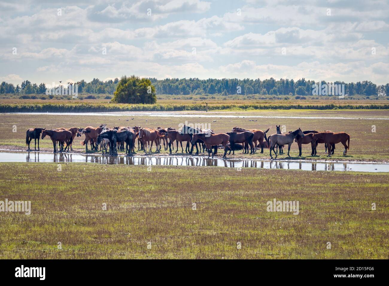 Un troupeau de chevaux konik dans le parc national de Lauwersmeer Dans le nord des pays-Bas dans la province de Groningue Banque D'Images