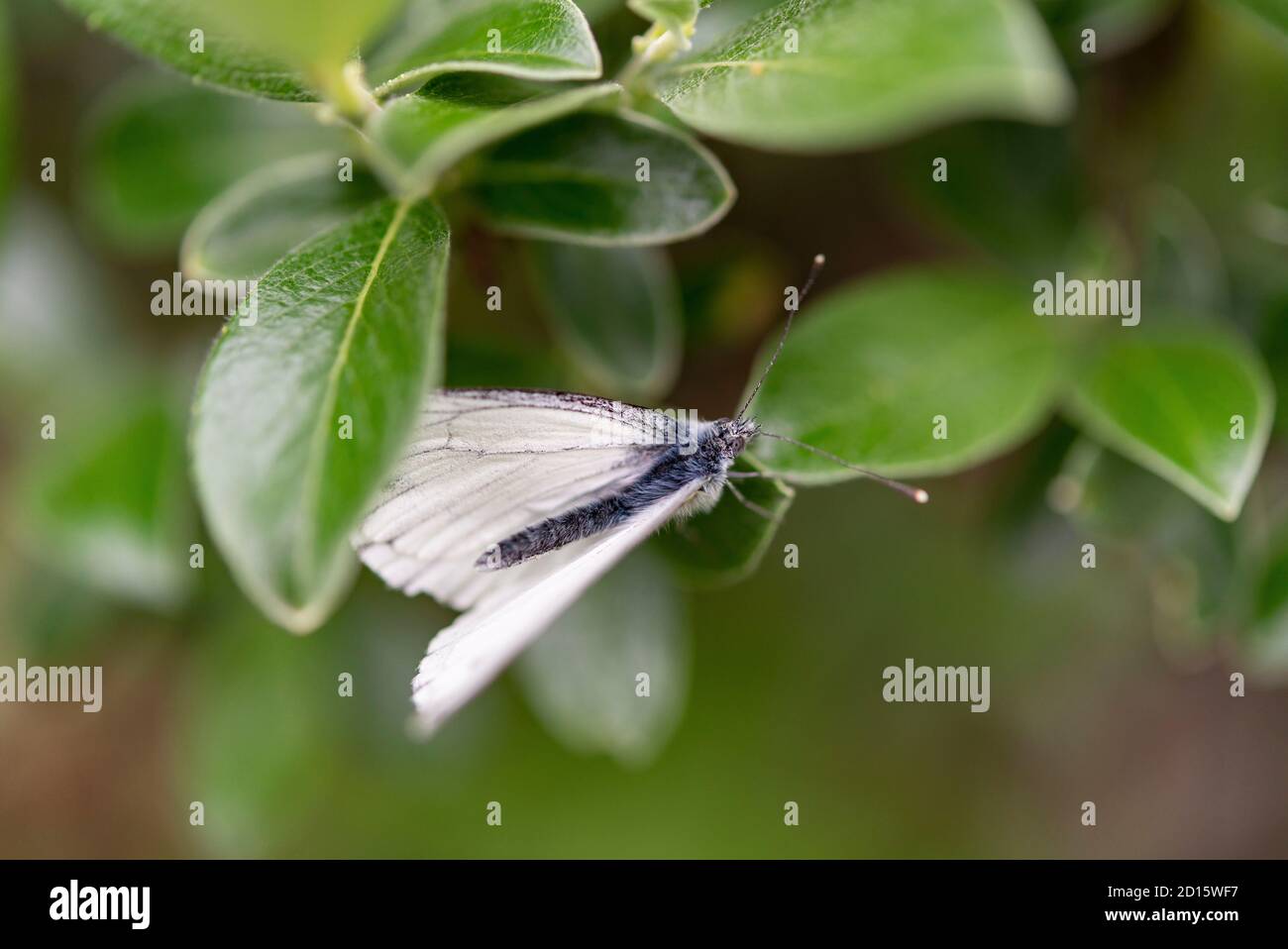 France, Savoie, haute vallée de la Maurienne, Bonneval sur Arc, chaîne de montagnes de la Vanoise, blanc à motif de voiles (aporia crataegi) sur feuilles de saule Banque D'Images