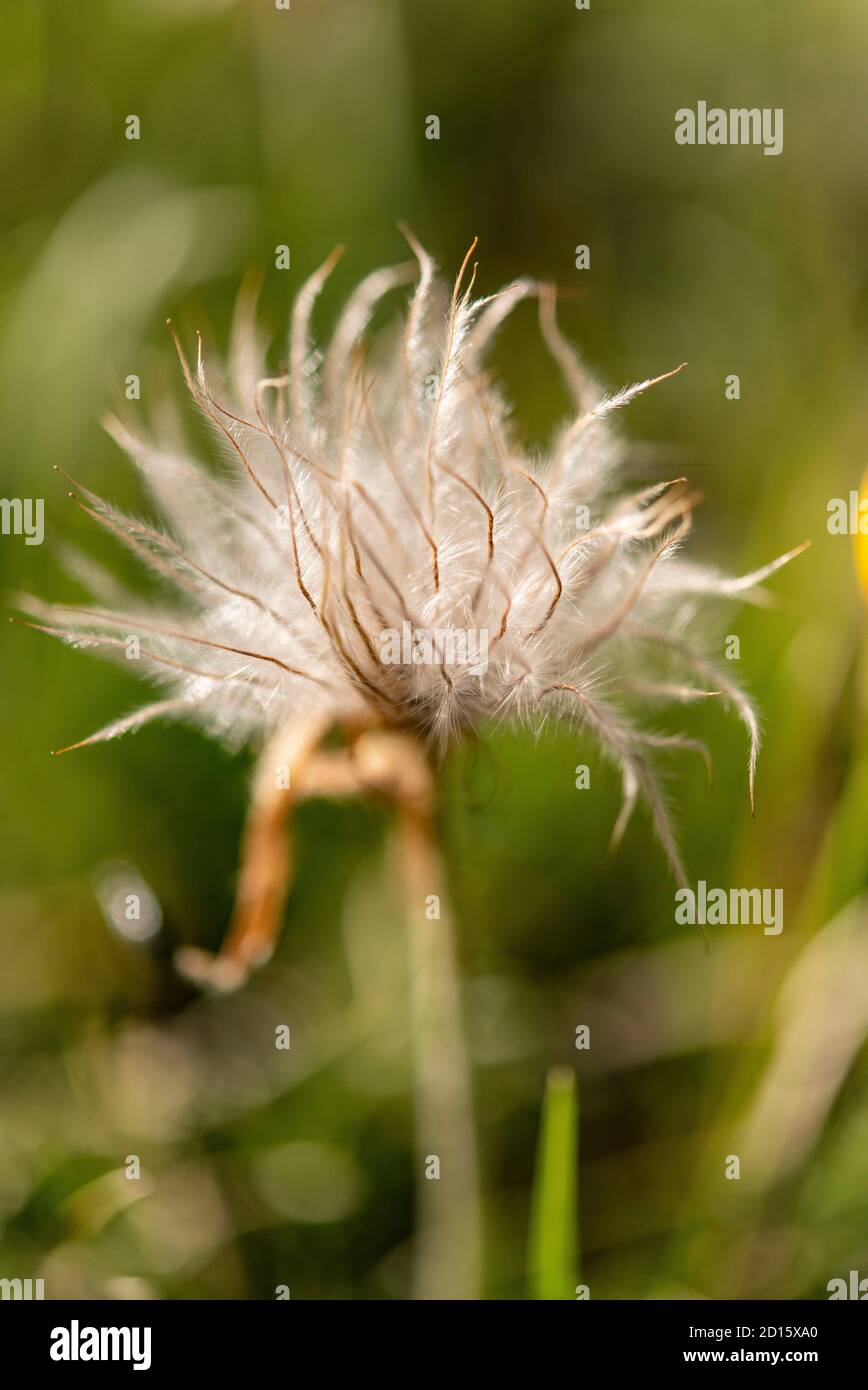 France, savoie, haute Maurienne, Bessans, Averole, Alpes avens (Geum montanum) Banque D'Images