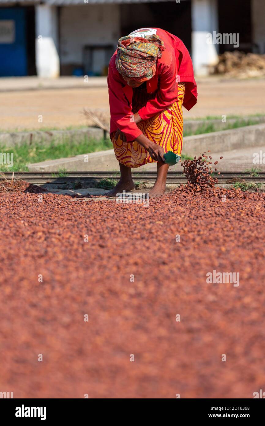 Madagascar, Nord, province de Diego-Suarez (Antsiranana), région de Diana, production de cacao Banque D'Images