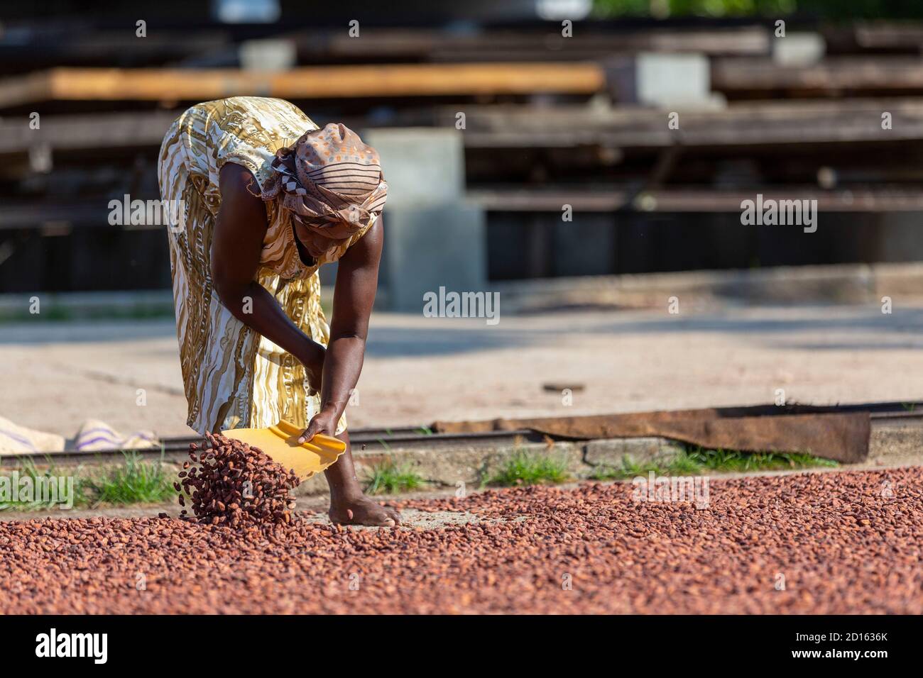Madagascar, Nord, province de Diego-Suarez (Antsiranana), région de Diana, production de cacao Banque D'Images