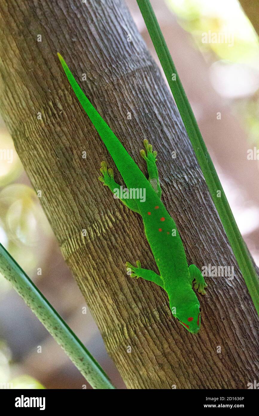 Madagascar, le Nord, province de Diego-Suarez (Antsiranana), région de Diana, Parc National d'Ankarana, gecko (phelsuma grandis) Banque D'Images
