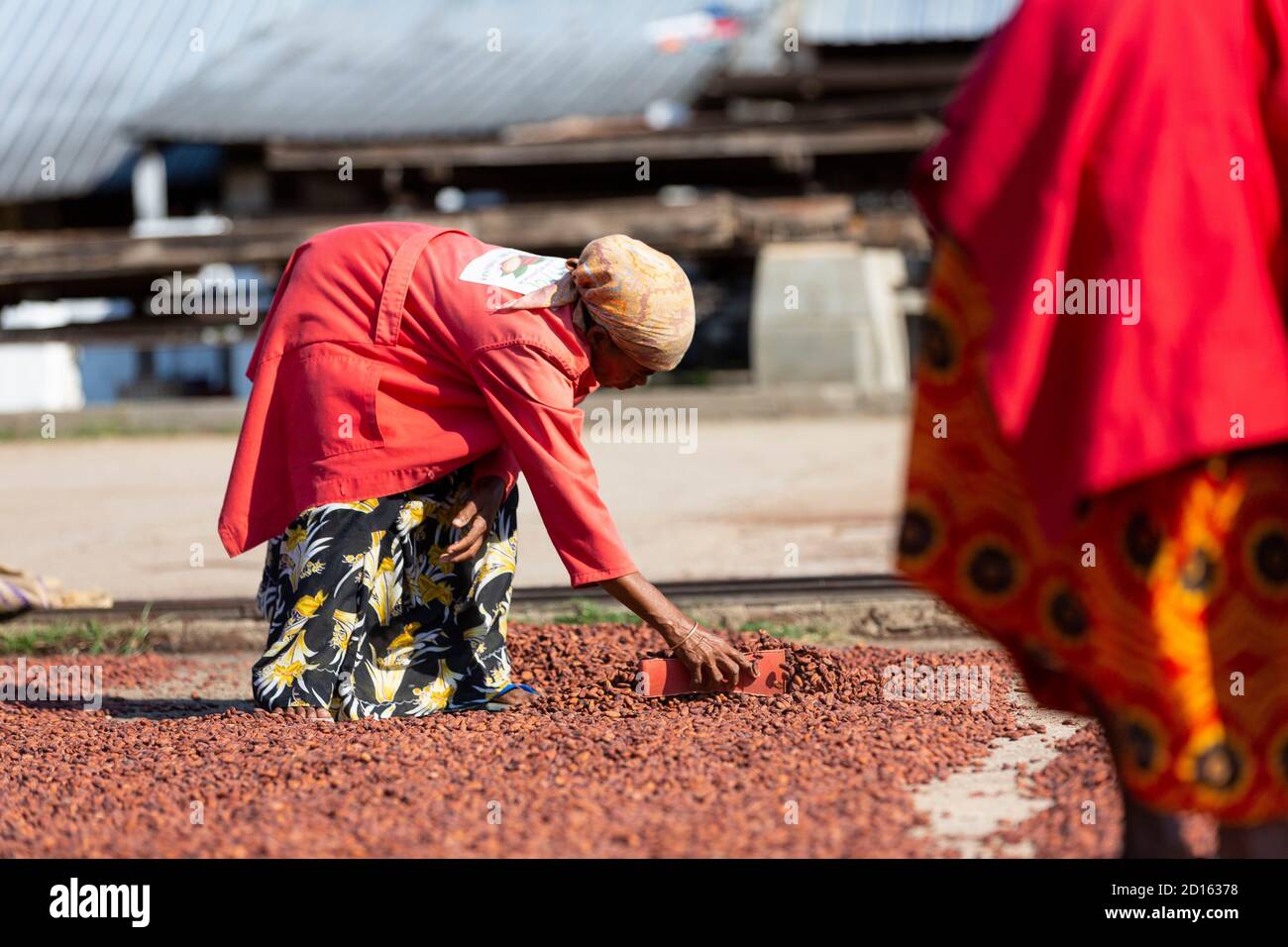 Madagascar, Nord, province de Diego-Suarez (Antsiranana), région de Diana, production de cacao Banque D'Images
