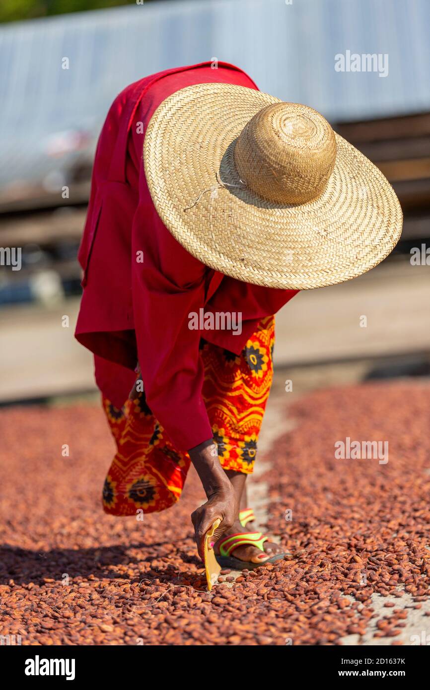Madagascar, Nord, province de Diego-Suarez (Antsiranana), région de Diana, production de cacao Banque D'Images