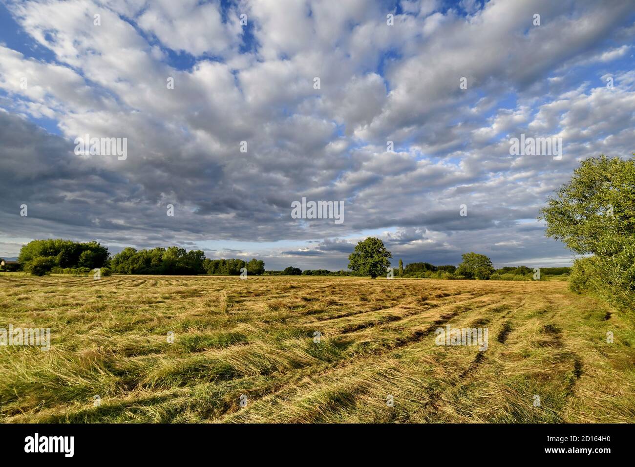 France, territoire de Belfort, Brebotte, vallée du Bourbeuse, fauchage de la prairie inondable Banque D'Images