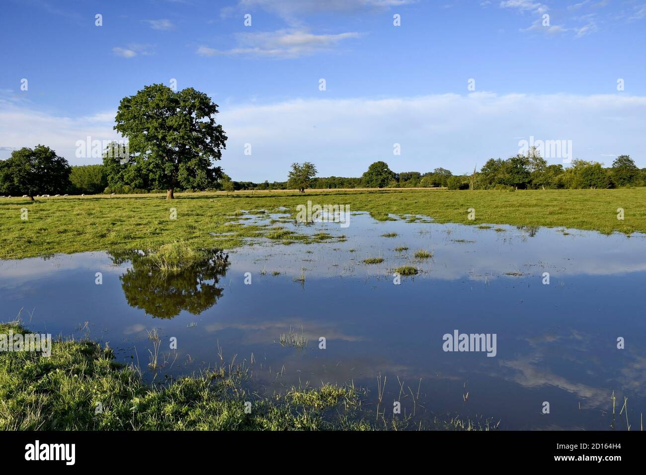 France, territoire de Belfort, Brebotte, vallée de la Bourbeuse, inondations, prairie Banque D'Images