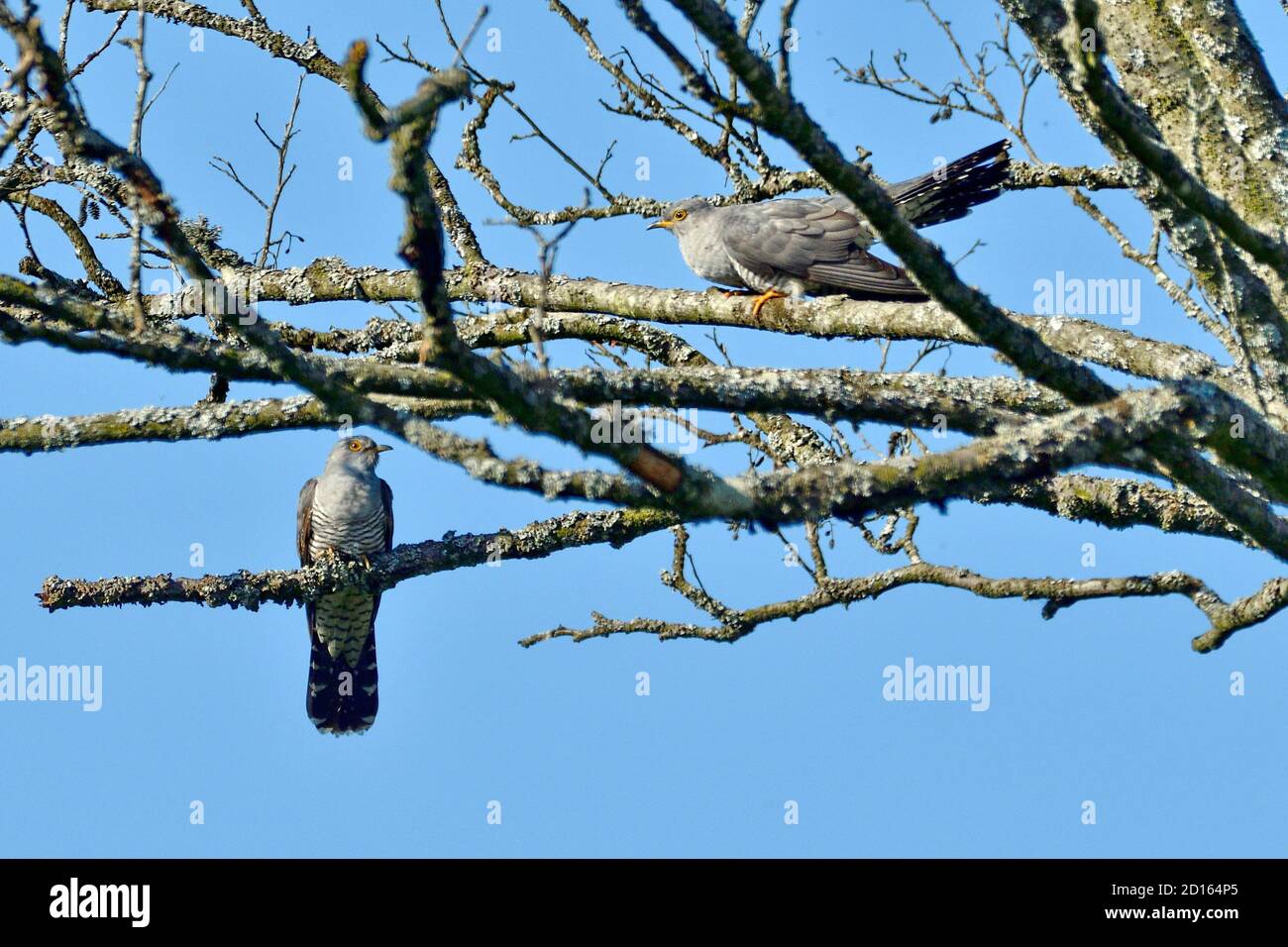 Coucou Gris Banque D Image Et Photos Alamy