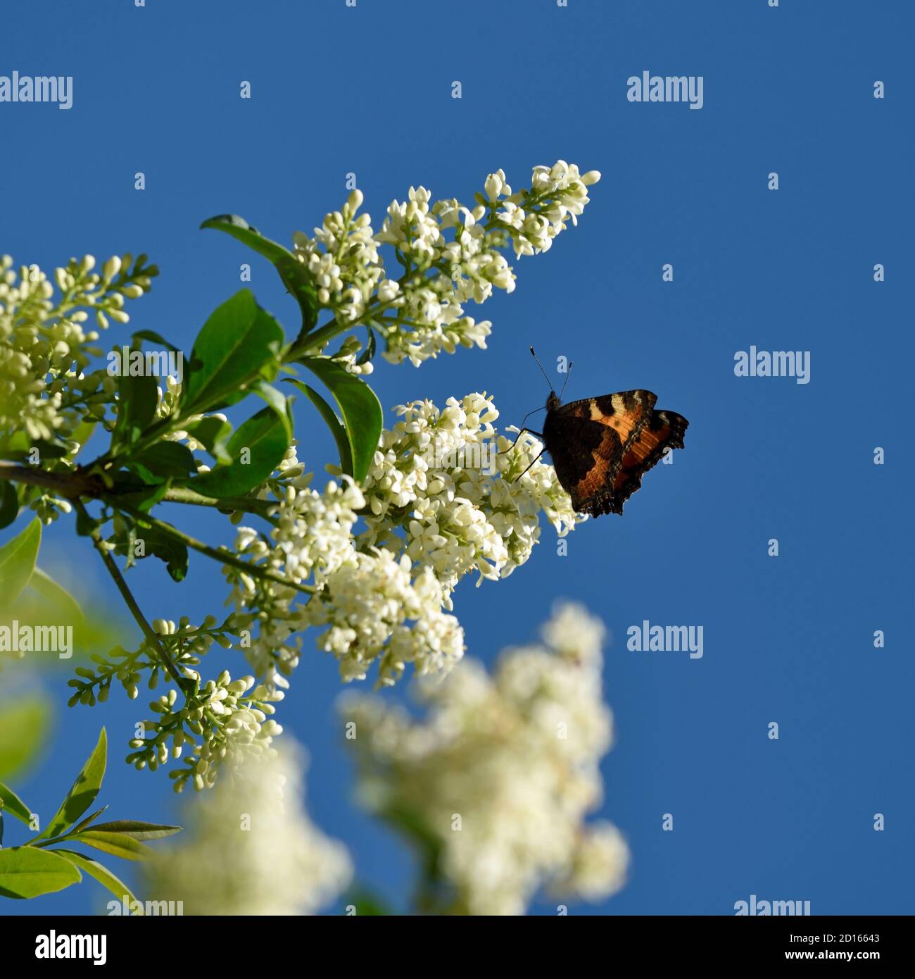 France, territoire de Belfort, Belfort, jardin, petit torto-iseshell (Aglais urticaire) sur des fleurs de Ligustrum vulgare Banque D'Images