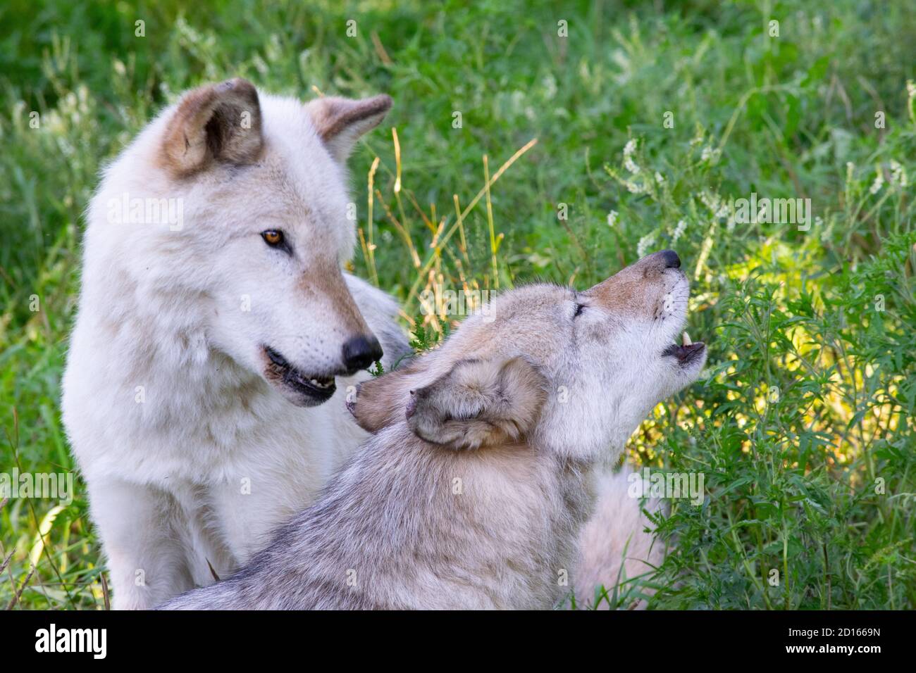 Les loups hurlants. Banque D'Images