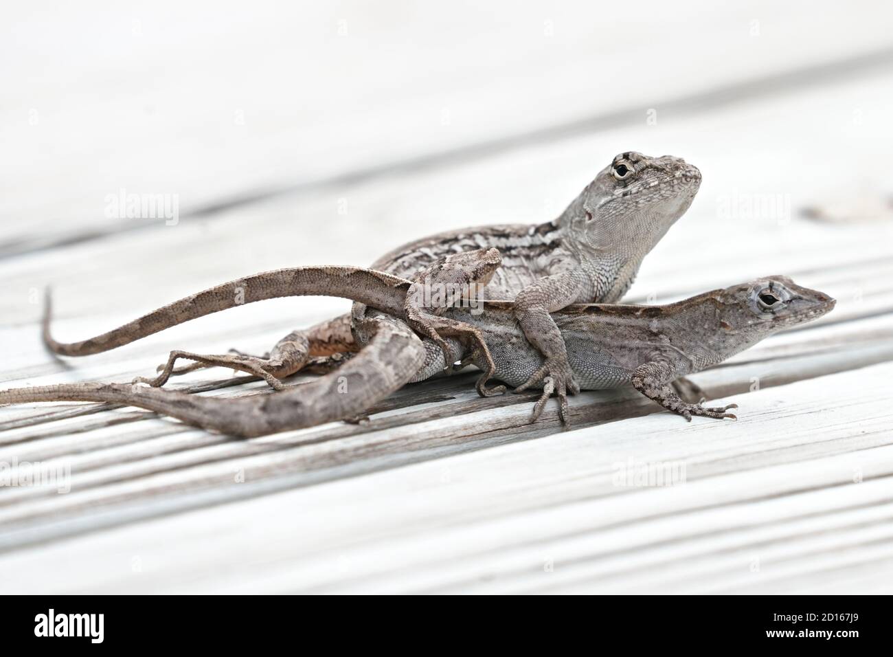 Reproduction de lézards scrub de Floride, Sceloporus woodi Banque D'Images