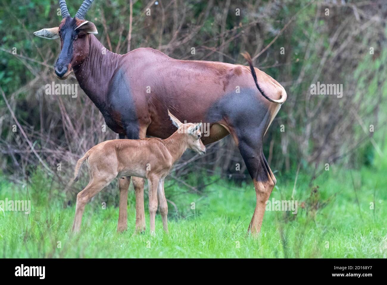 Ouganda, Ishasha dans le secteur sud-ouest du parc national de la Reine Elizabeth, Topi (Damaliscus korrigum) pâturage dans l'herbe, les femmes et les jeunes Banque D'Images