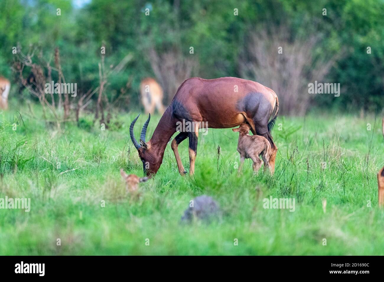 Ouganda, Ishasha dans le secteur sud-ouest du parc national de la Reine Elizabeth, Topi (Damaliscus korrigum) pâturage dans l'herbe, les femmes et les jeunes Banque D'Images