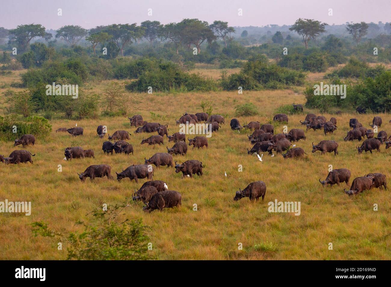 Ouganda, Ishasha dans le secteur sud-ouest du parc national de la Reine Elizabeth, le buffle africain (Syncerus caffer) viennent pendant la saison des pluies pour se brouter en t Banque D'Images