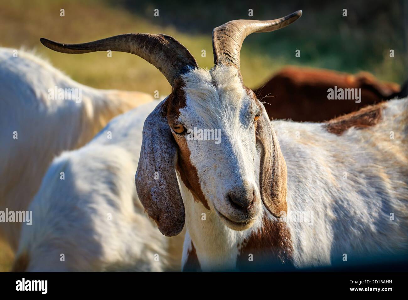 Les chèvres anglo-nubiennes (Capra aegagrus hircus) sont utilisées pour le contrôle de l'herbe dans une zone escarpée. Banque D'Images